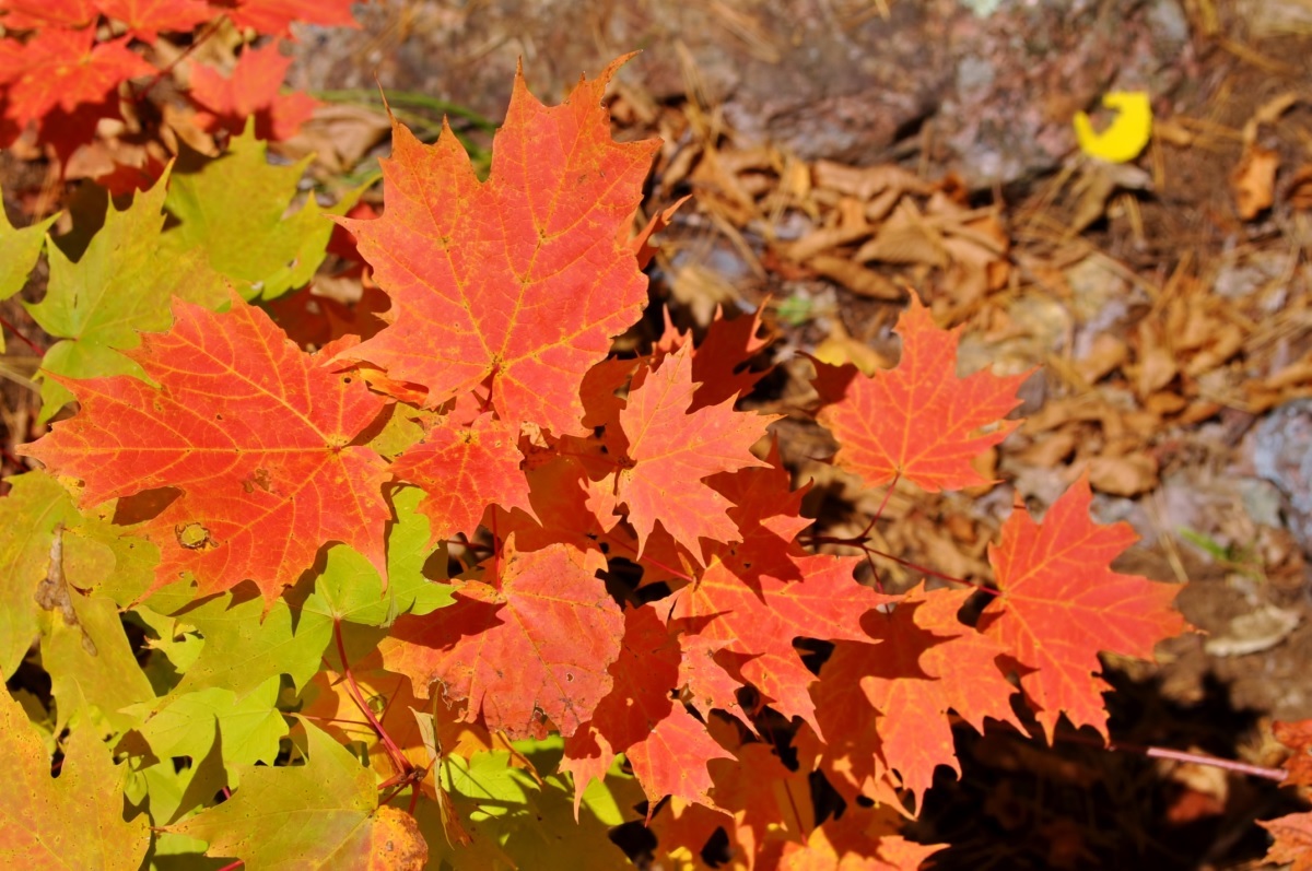 同じ枝に生えているものでも日当たりによって紅葉するスピードが異なる。