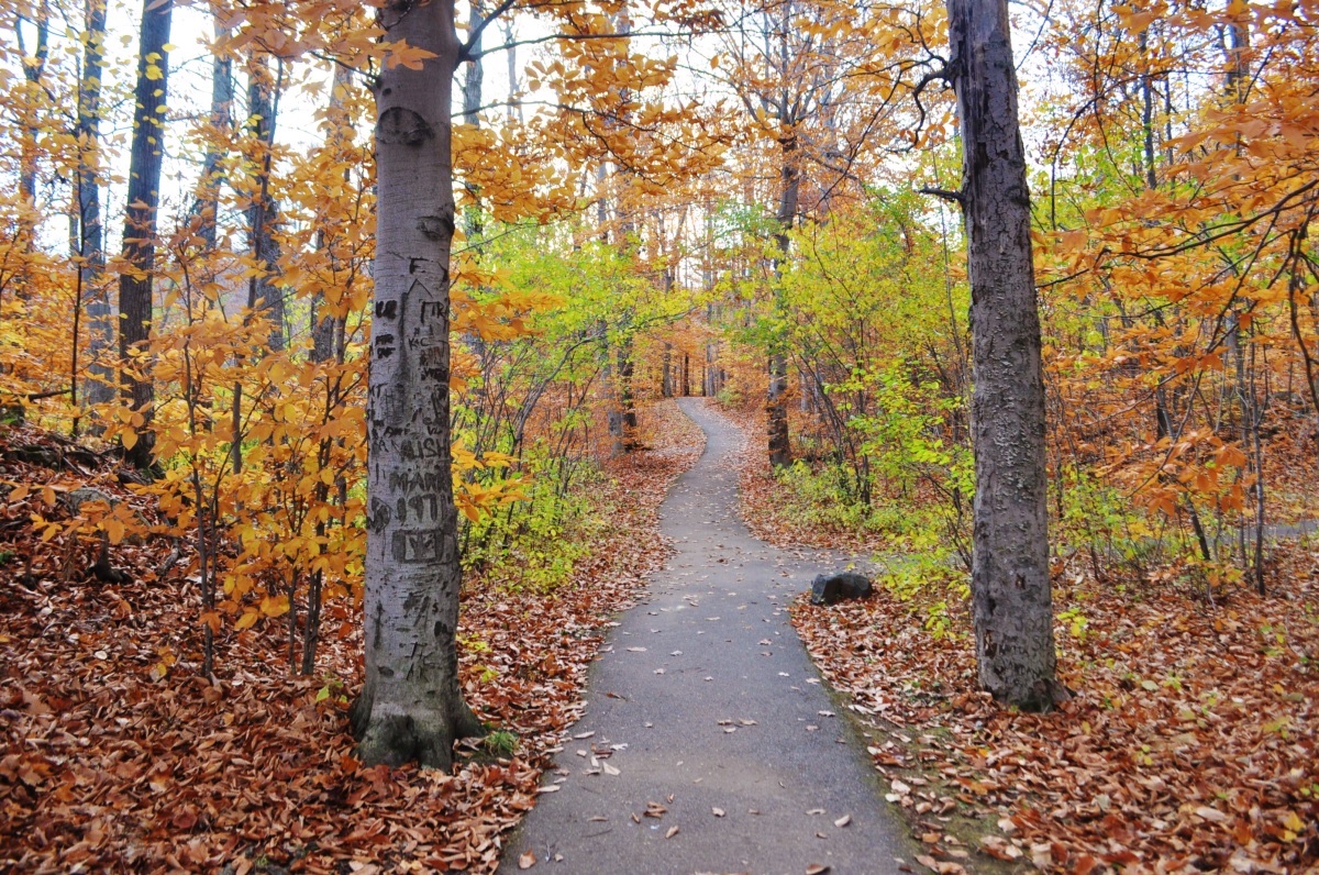 森の中には一面の落ち葉の絨毯が広がる。