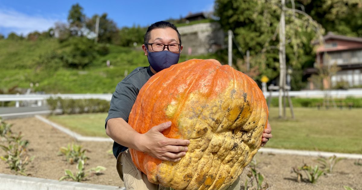 アトランティックジャイアント 、おばけカボチャ 重さ100Kgのものも！ハロウィンで「アトランティックジャイアント