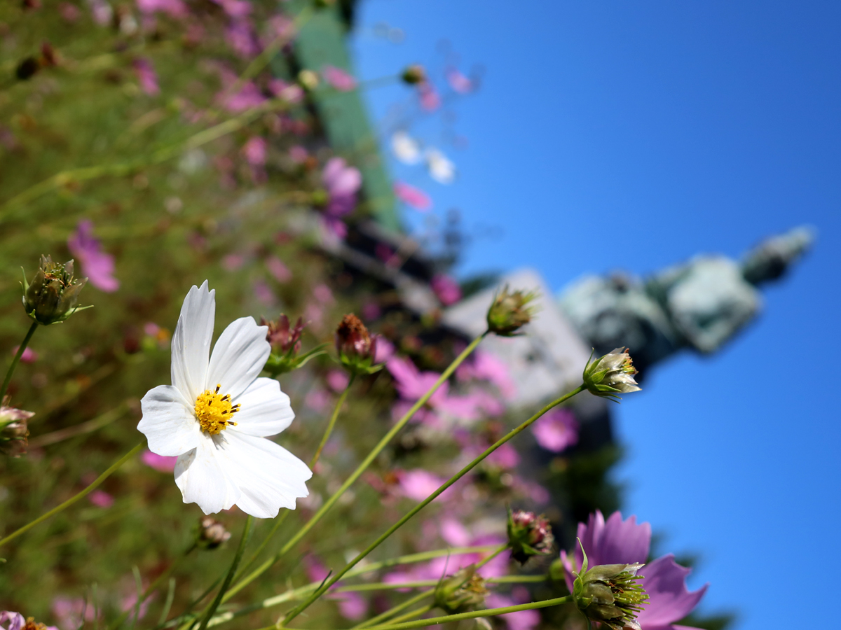 源寿院の観音様とコスモスの花