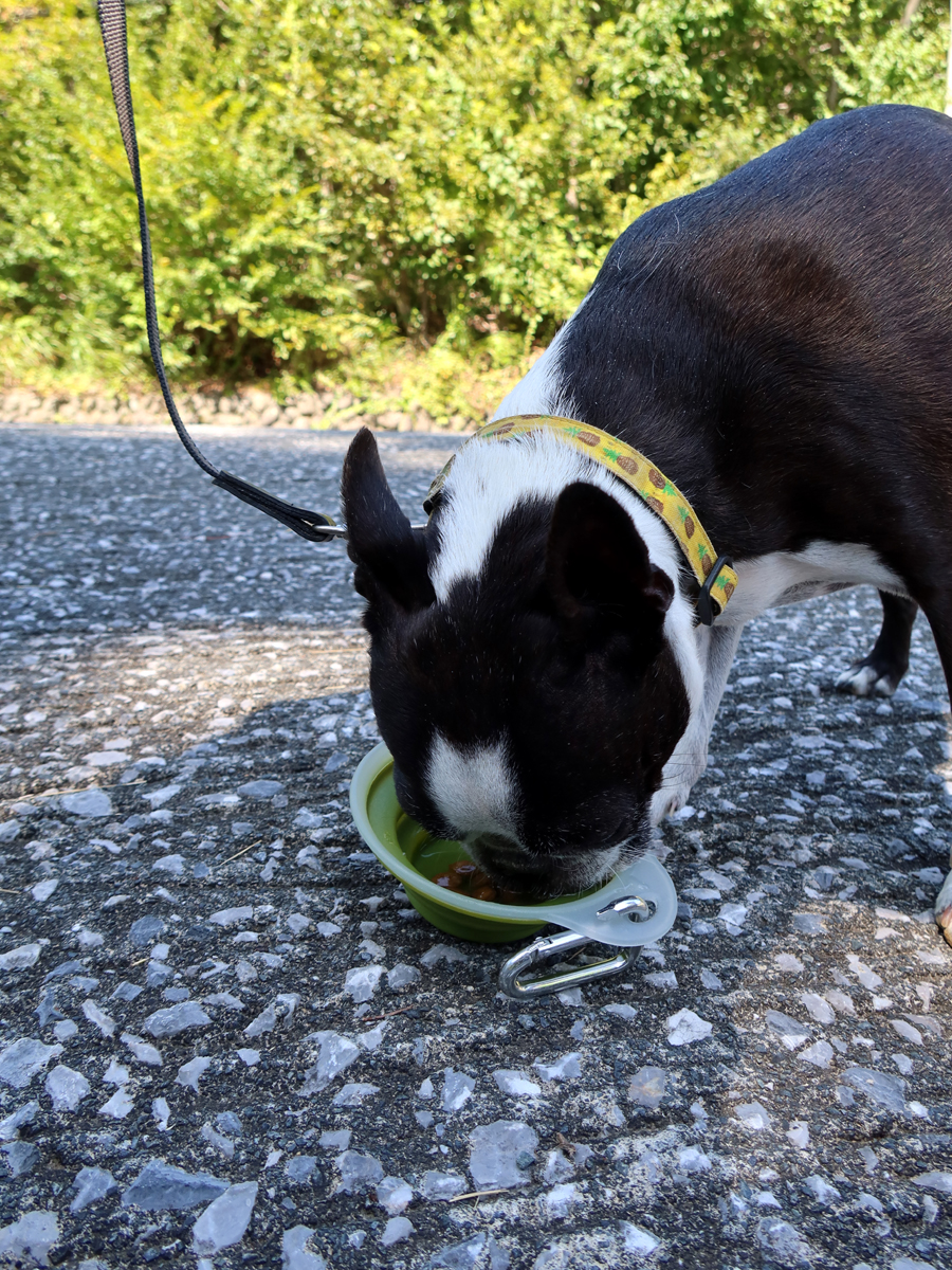 休憩する愛犬