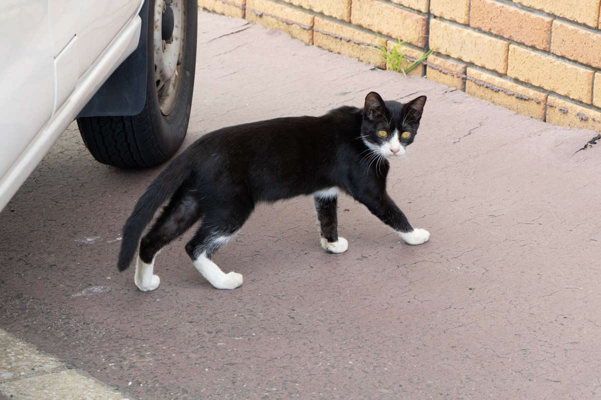 市場の入り口で出迎えてくれた猫