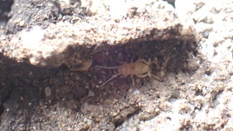 わりと身近にいるんですよ！アリの巣に居候するアリヅカコオロギの不思議な生態