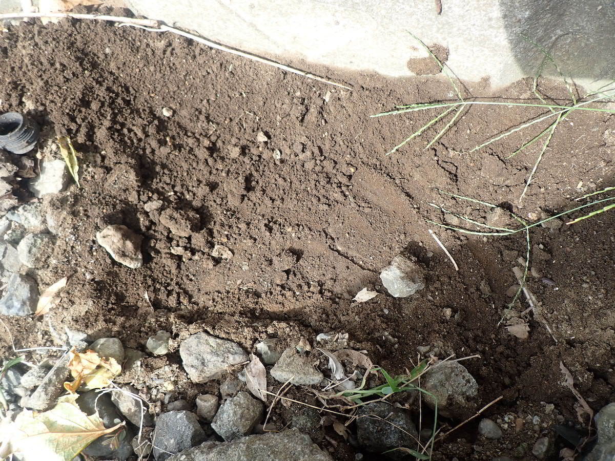 アリヅカコオロギの発見場所。石の下にアリの巣がありました。