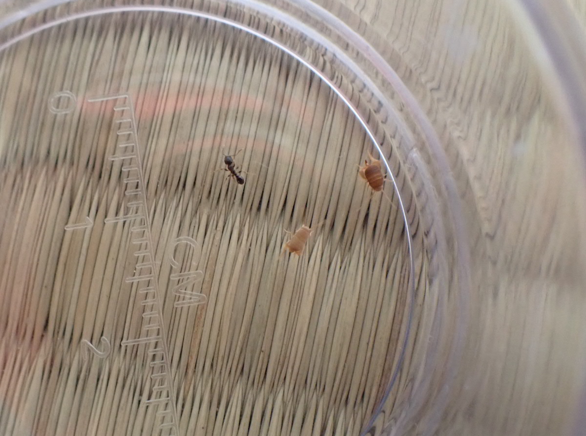 アリヅカコオロギの仲間と一緒にアリも発見。両者はほとんど同じくらいの大きさです。