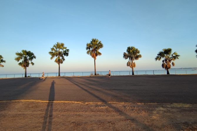 ヤシの木々が並んで生える姿。これぞ熱帯ならですよね。