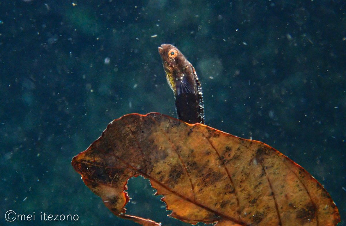 ニジギンポの幼魚