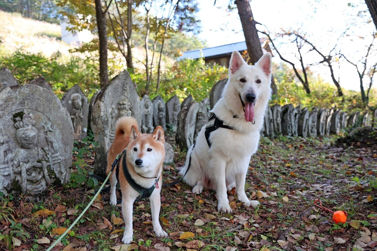 災害救助犬