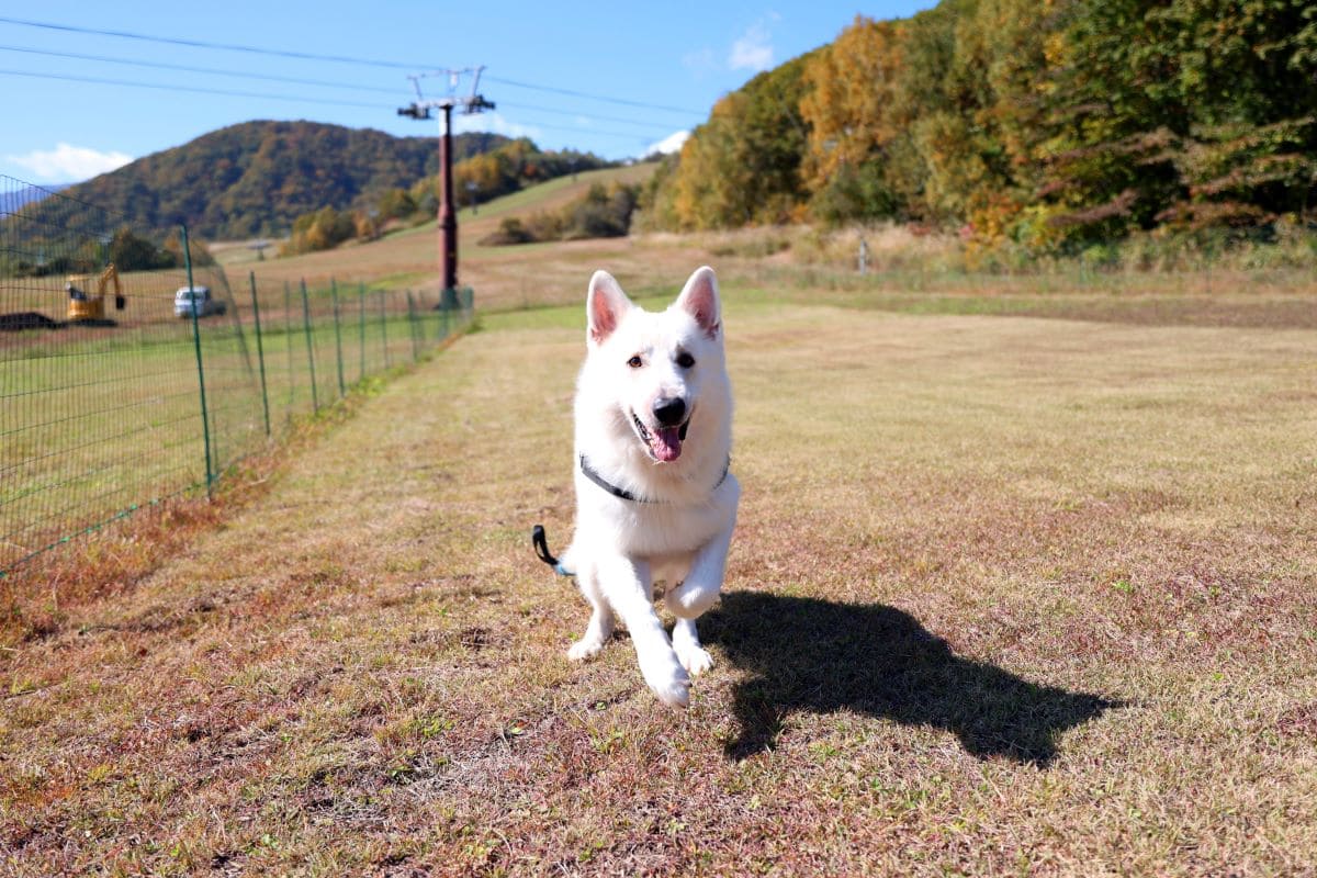 災害救助犬