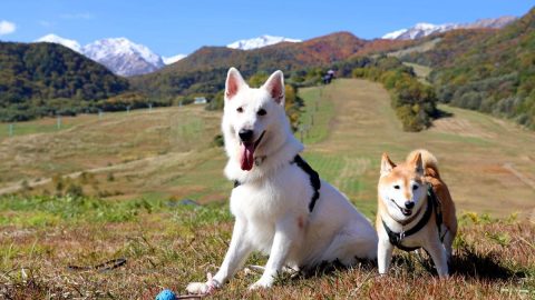 小谷村「勝手に観光大使犬」の柴犬メルと行く秋の里山の旅・後編【災害救助犬コアと家族の日記 Vol.9】