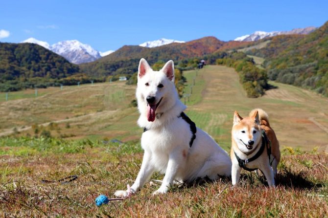 小谷村「勝手に観光大使犬」の柴犬メルと行く秋の里山の旅・後編【災害救助犬コアと家族の日記 Vol.9】