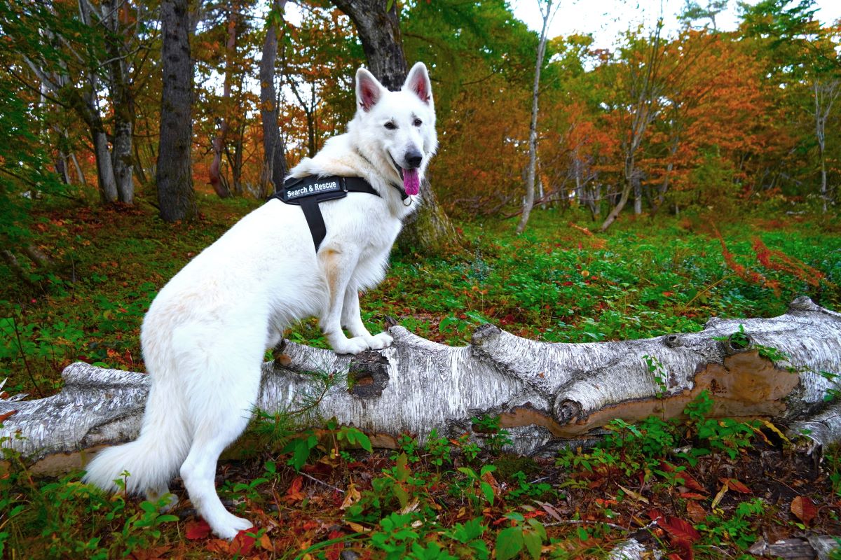 災害救助犬