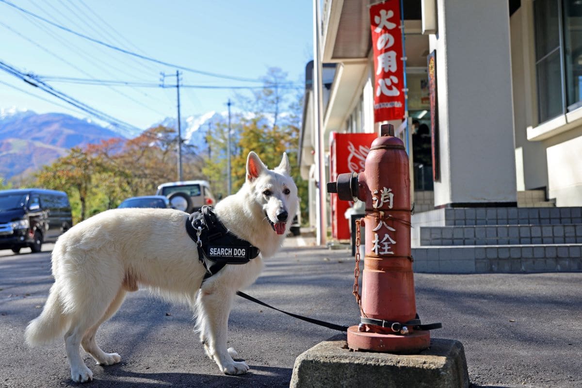 災害救助犬と消火栓