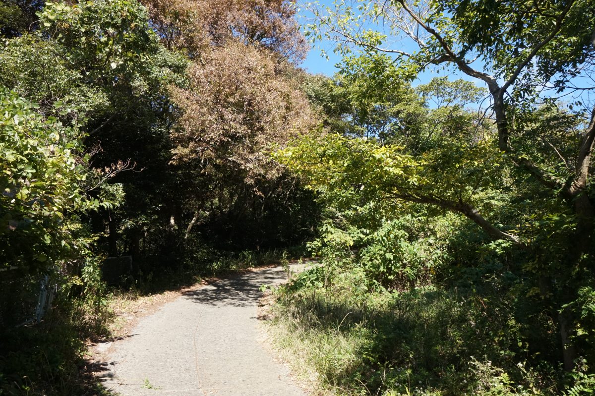 三浦半島・大楠山をぶらりハイク