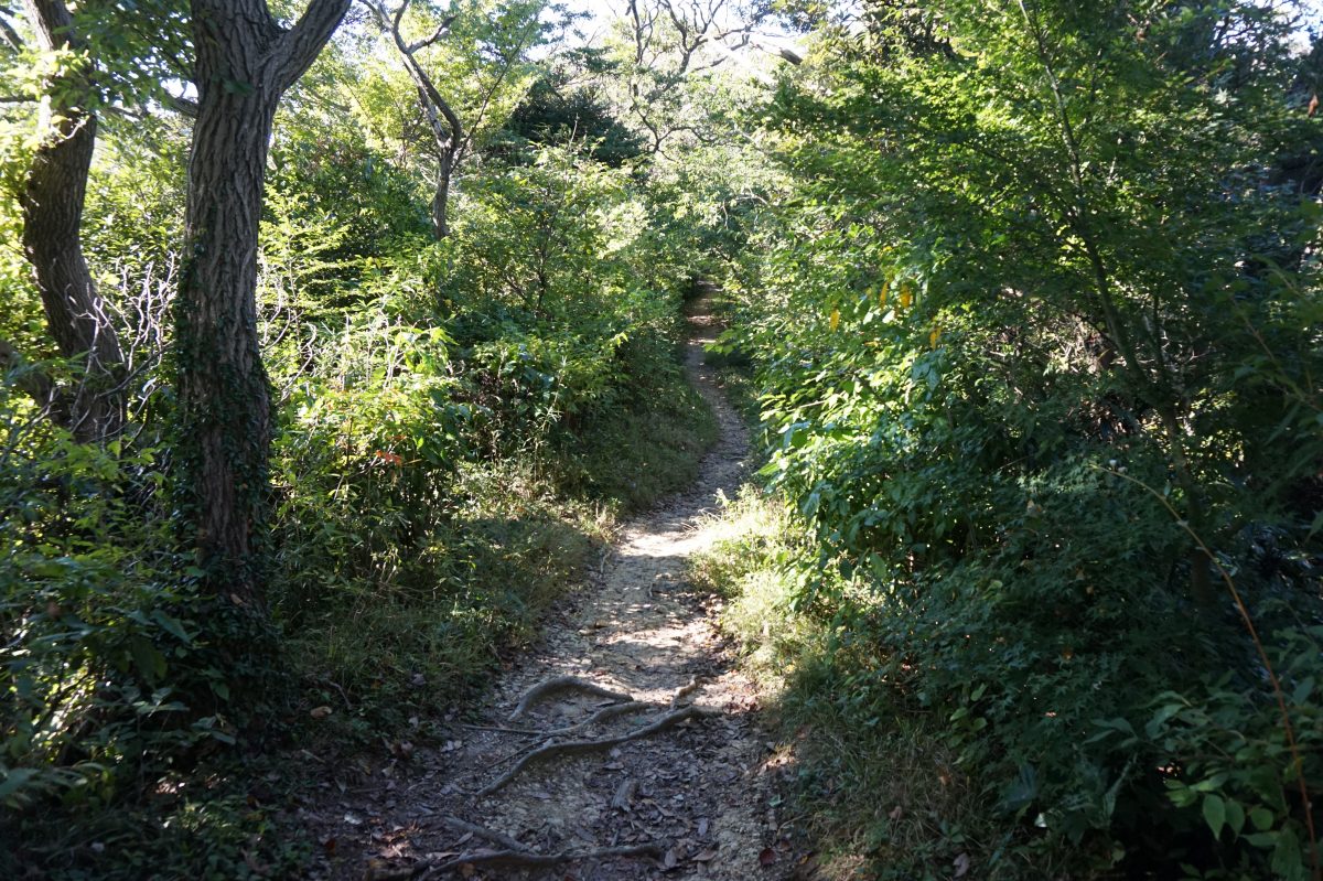 三浦半島・大楠山をぶらりハイク