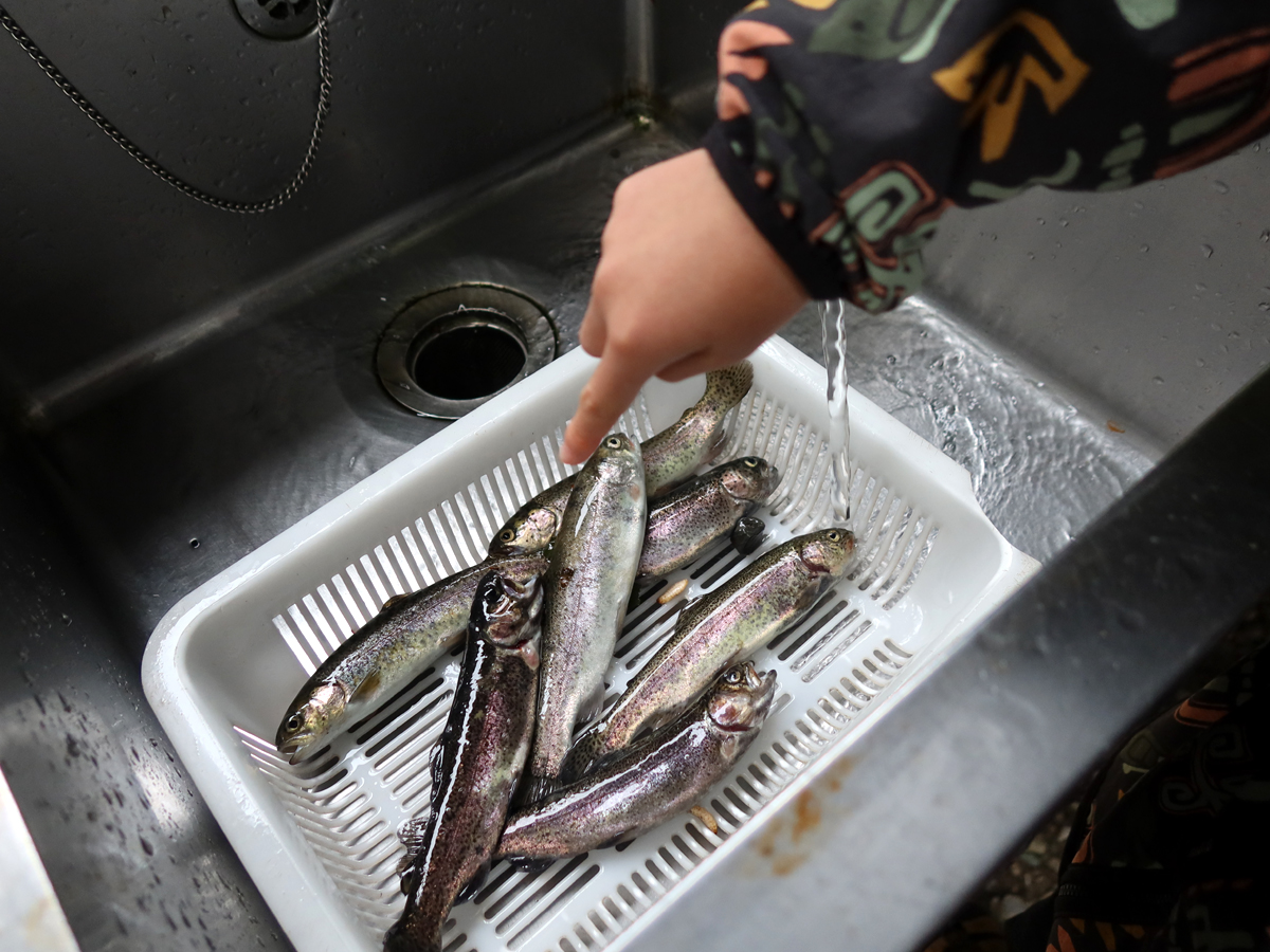 釣った魚を水洗い