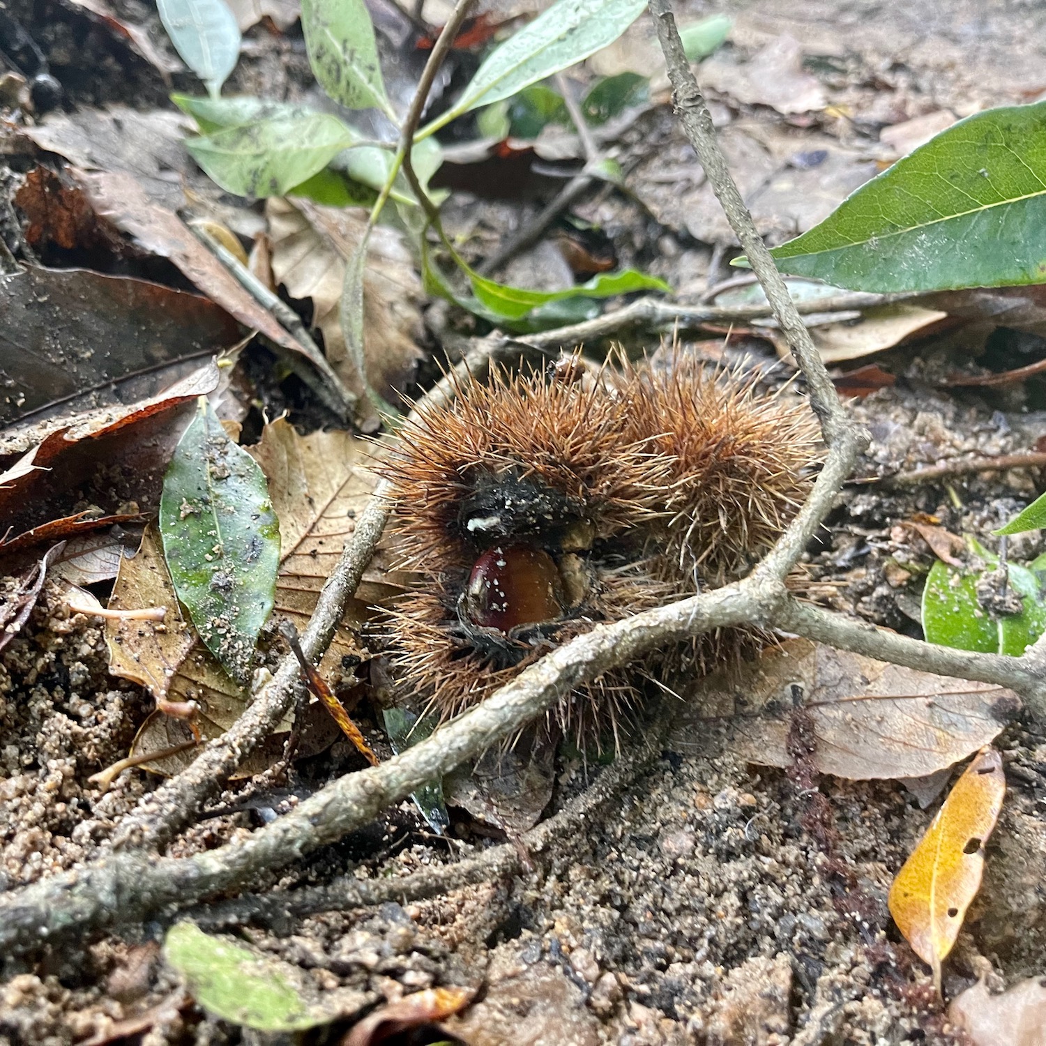 いがぐり