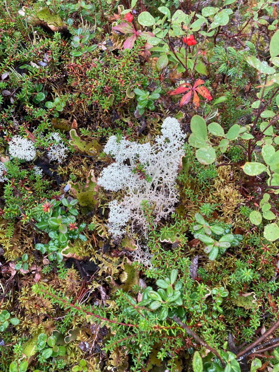 ツンドラに生える繊細な植生の地衣類