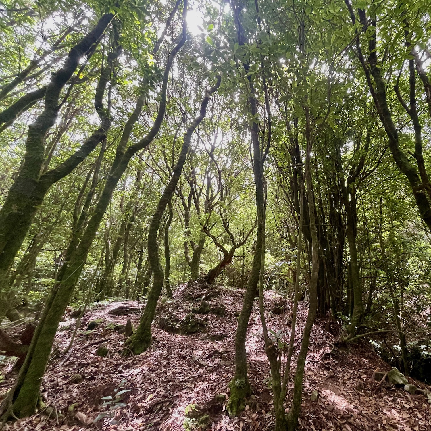 世界遺産の照葉樹林