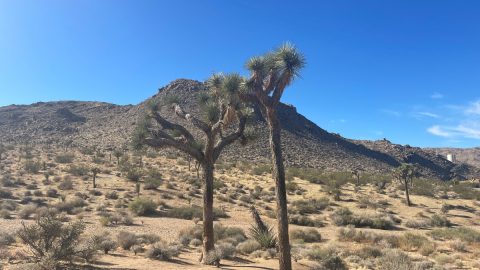 ロサンゼルスから日帰りで楽しめる砂漠！アウトドア好きにオススメの「ジョシュア・ツリー国立公園」