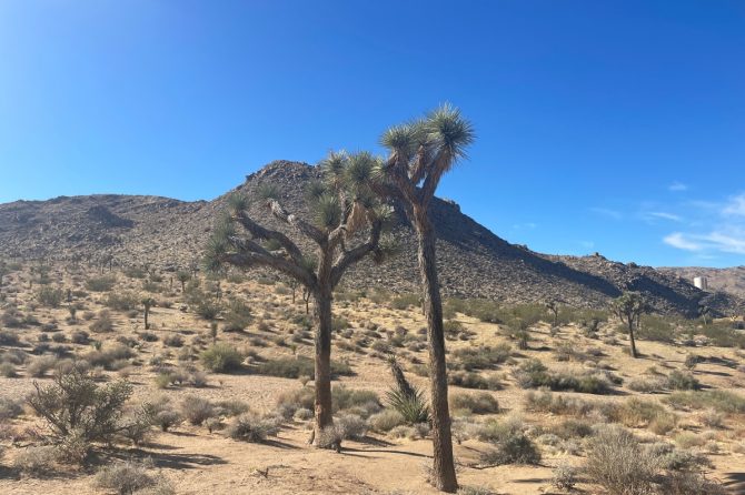 ロサンゼルスから日帰りで楽しめる砂漠！アウトドア好きにオススメの「ジョシュア・ツリー国立公園」