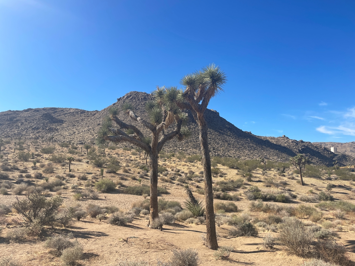 ジョシュア・ツリー（学名：Yucca brevifolia）。