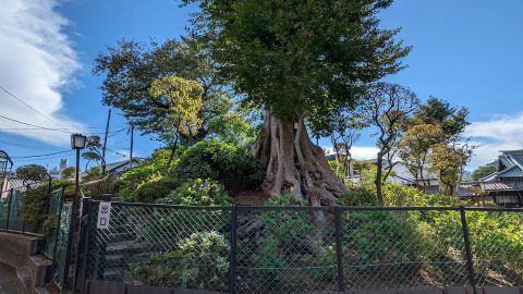 年に1度だけ登ることができる!? 文京区のミニ富士山【プロハイカー斉藤正史のTOKYO山頂ガイド File.18】