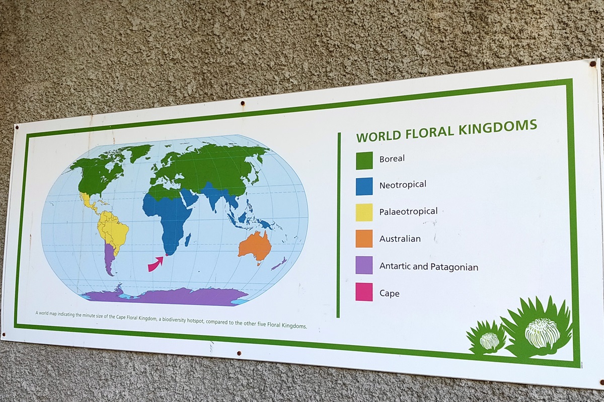 世界の植物区系の分布図。濃いピンクのエリアがケープ区。他の5区と比べてとても限られたエリアであることが分かります。