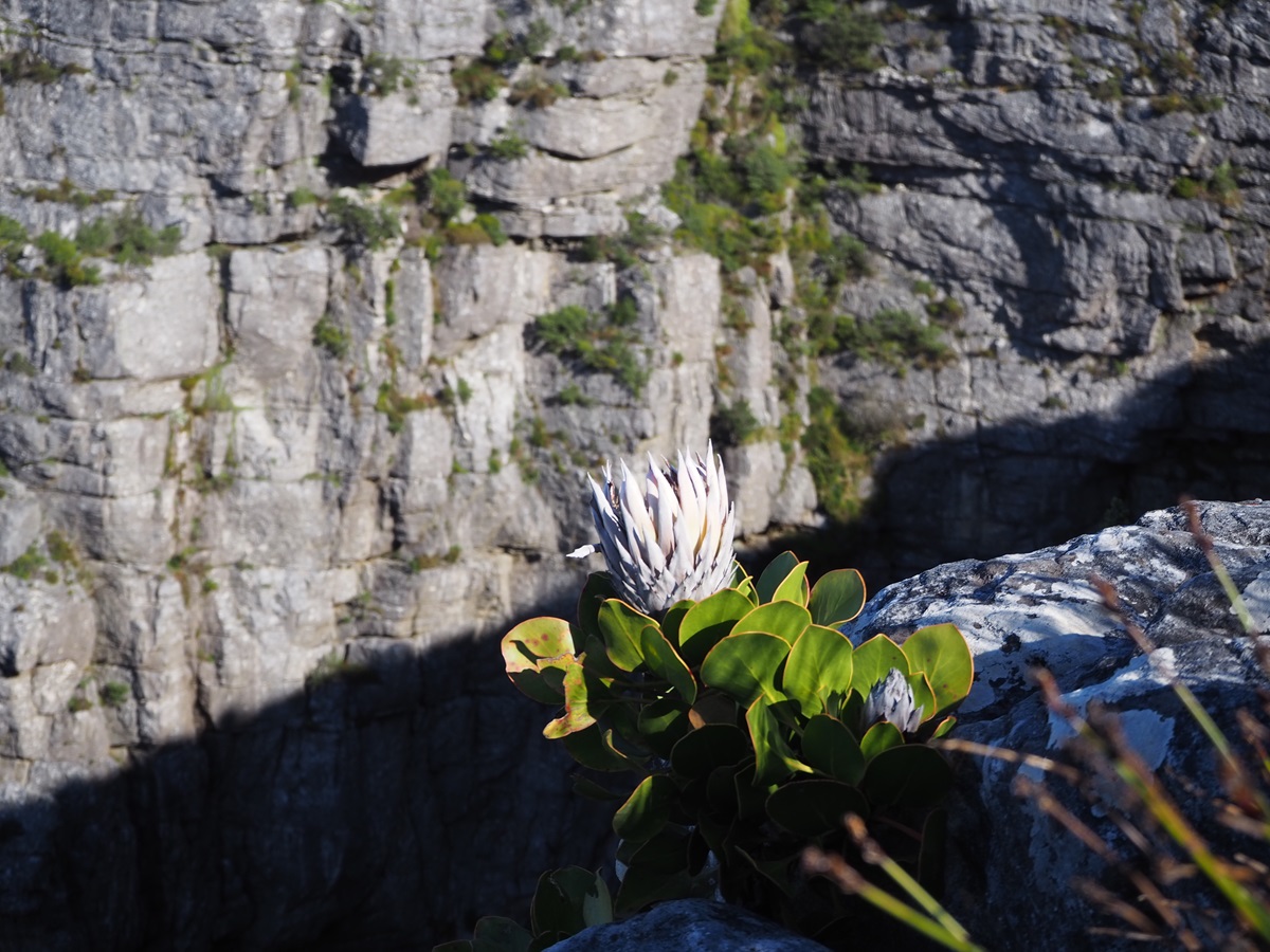 崖端に咲くプロテアを発見！　プロテアは南アフリカの国花になるほど、国民に愛されている花です。