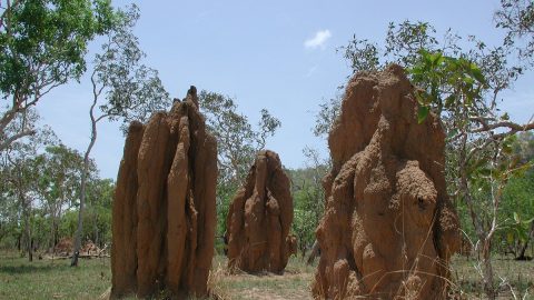 オーストラリアの平原に現れた「謎の巨石群」。遺跡か墓か、はたまたコレは…!?