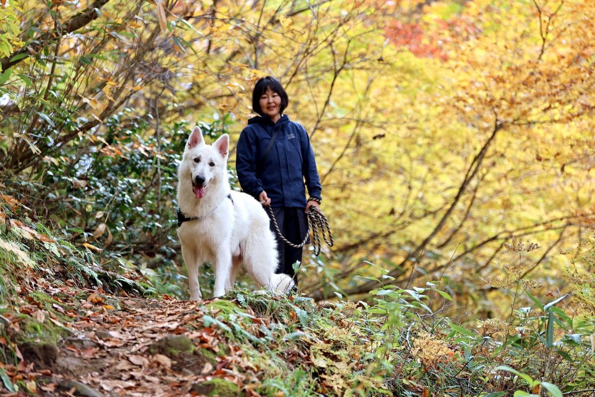 犬と散歩