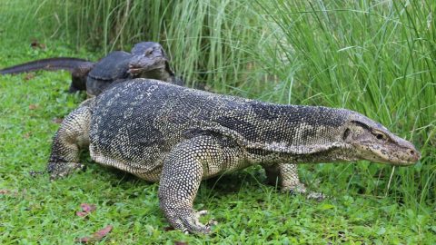 大トカゲにも遭遇！タイの首都・バンコクにある“野生の王国”的な公園を紹介します