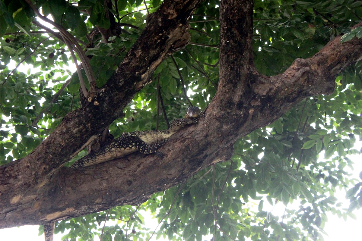 ミズトカゲが木の上まで登るとは知らなかった。
