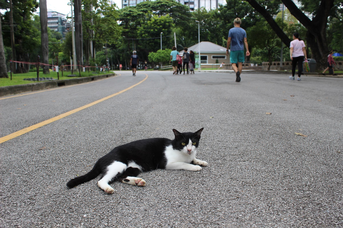 ジョガーも意に介さず居座る猫さん。