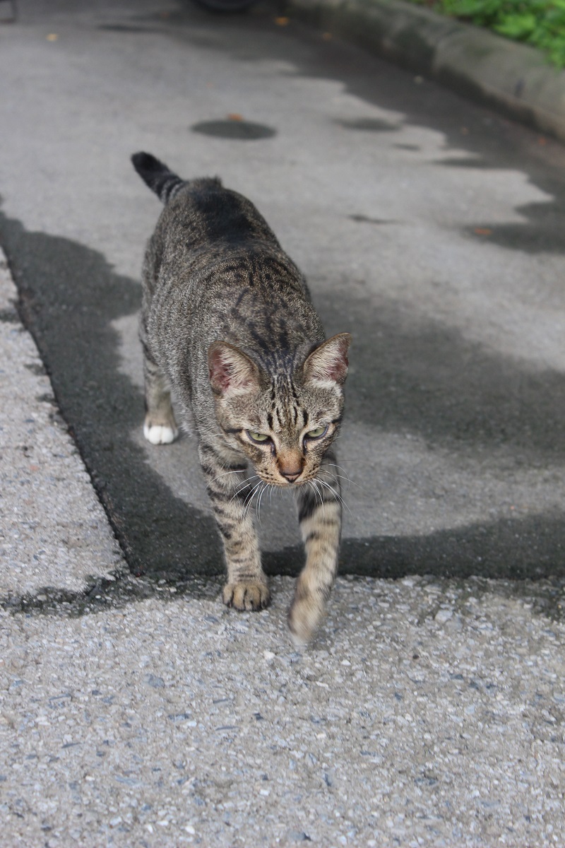 人懐っこい子ばかりで猫好きにとっては天国。