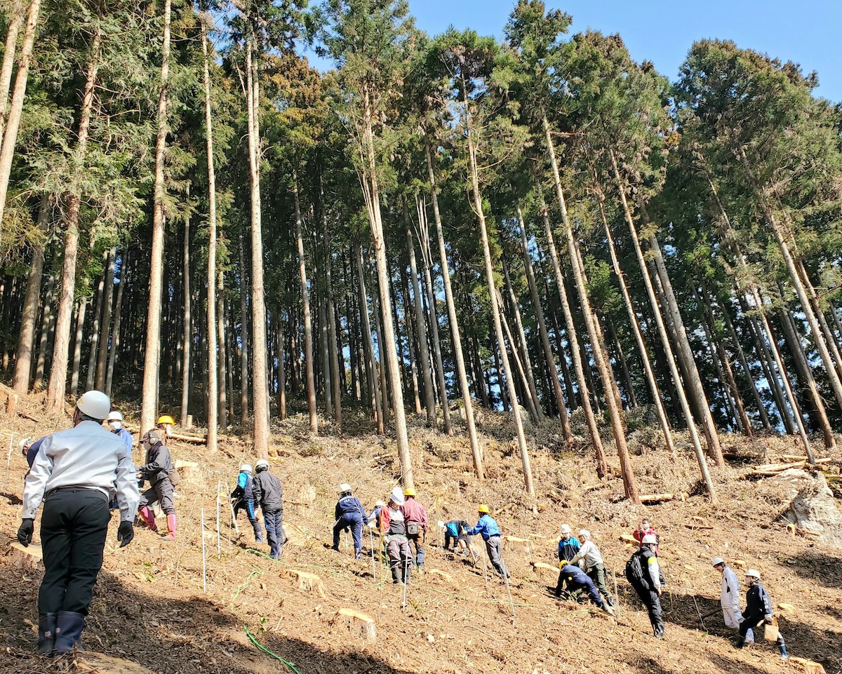 植樹の様子。