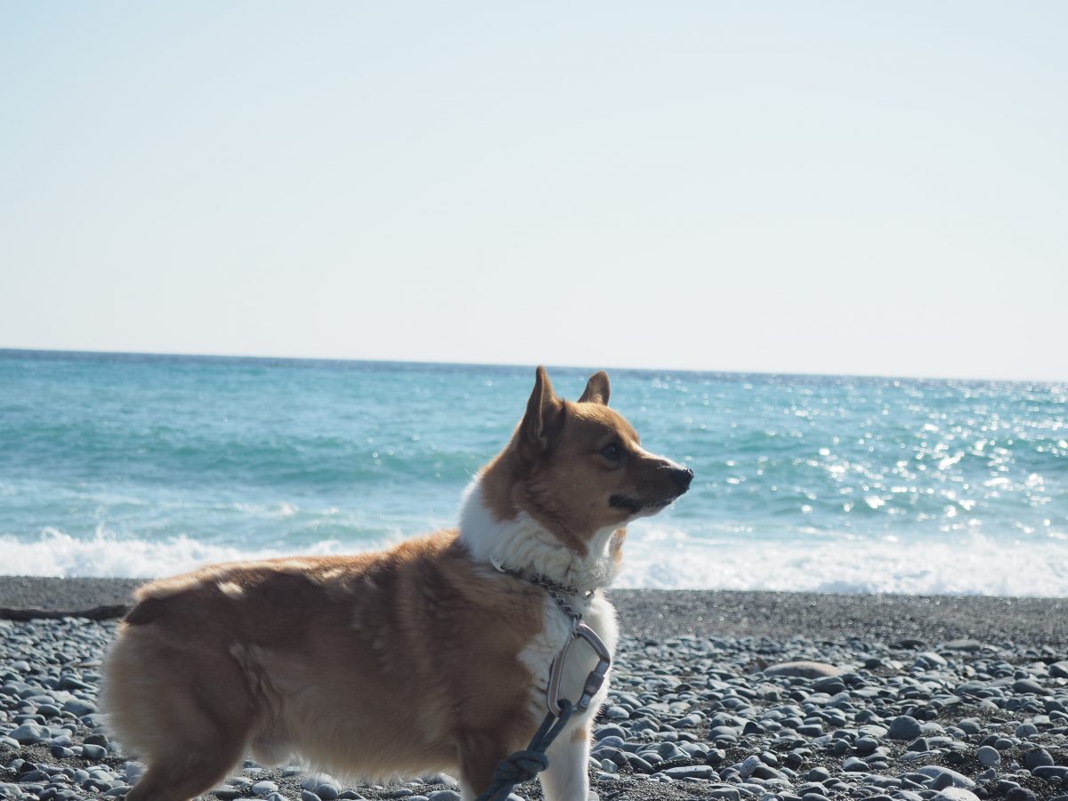 愛犬と海