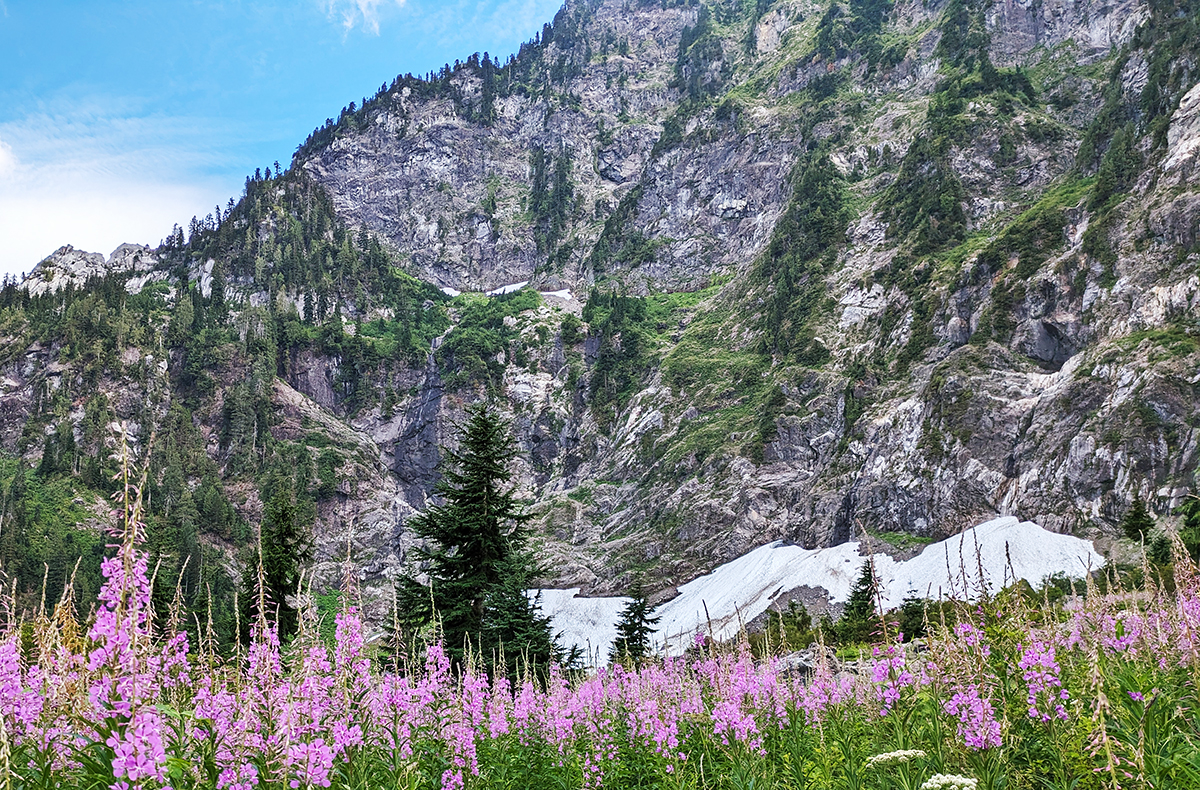 真夏でも一部の雪は解けずに残り、満開の高山植物との取り合わせもまた不思議な光景。