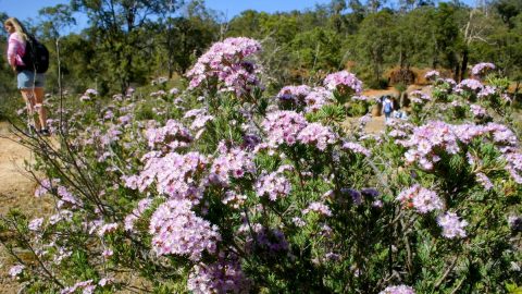 聖地パースで「ワイルドフラワー」探検に参加。ん？危険な花って…なに？【オーストラリア・パース旅vol.2】