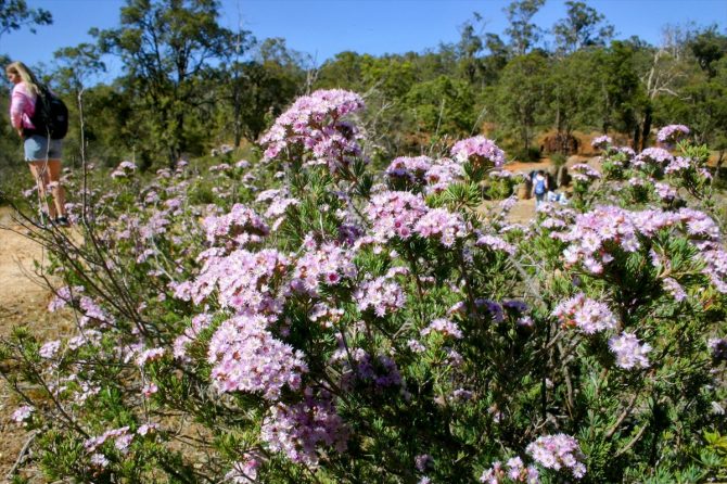 聖地パースで「ワイルドフラワー」探検に参加。ん？危険な花って…なに？【オーストラリア・パース旅vol.2】