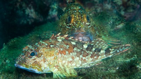 水中写真で求愛行動を紹介！お腹の大きなカサゴのメスを釣り上げたらリリースしてあげてね