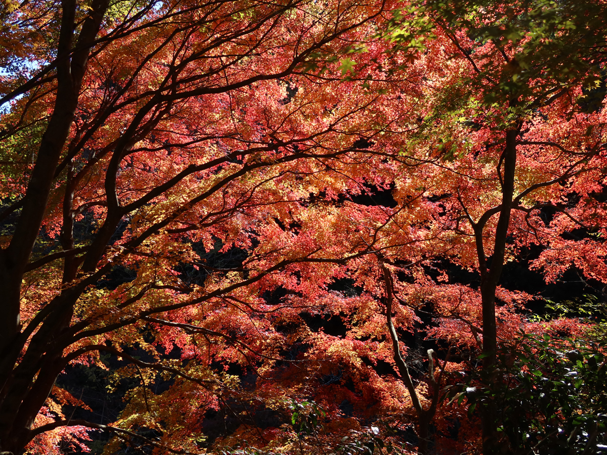 最後の紅葉