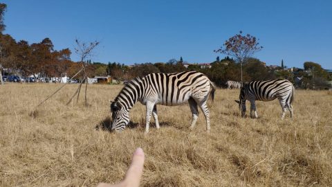 シマウマやダチョウにも遭遇!? 南アフリカの首都で“動物王国”を満喫できるお手軽ハイキングに行ってきた