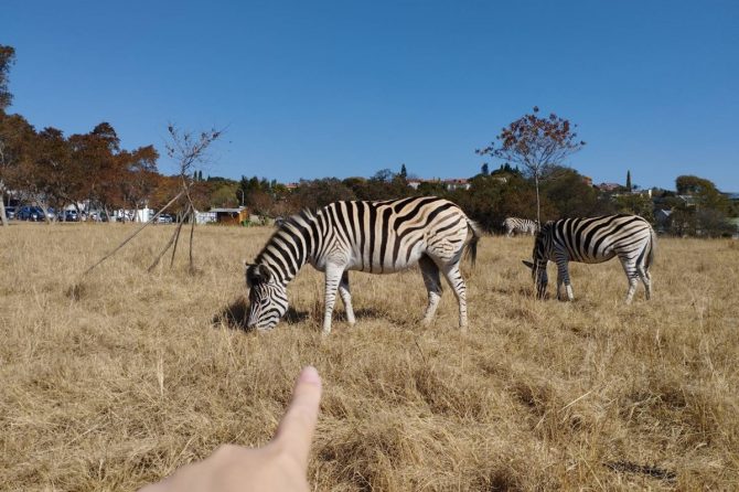 伝わりますか？　私とシマウマとの距離を。もちろん、間に柵や囲いはありません。