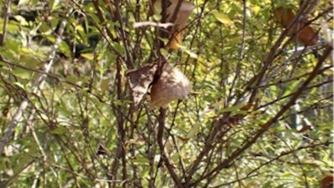 枯れ葉や落ち葉じゃ…ない！カマキリの寒い冬を耐え忍ぶ希少な生態を紹介