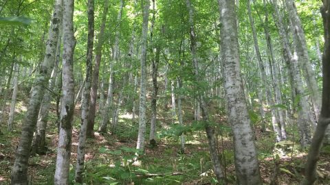 広葉樹の森とともに生きたい！ 埼玉出身の私が福島県南会津町に移住したワケ