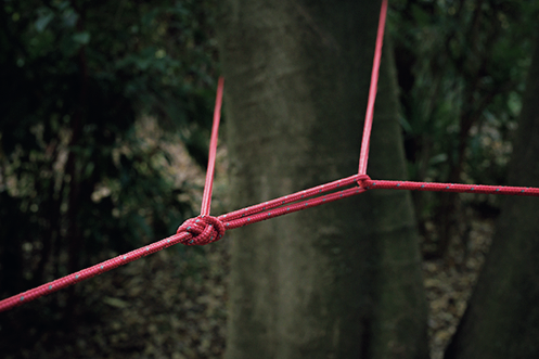 木に赤いロープを結んでいる様子
