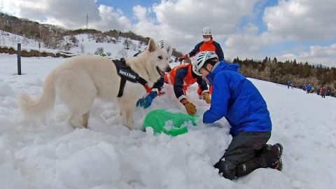 活動のひとつとして参加した『冬山遭難救助訓練』【災害救助犬 コアと家族の日記 Vol.12】