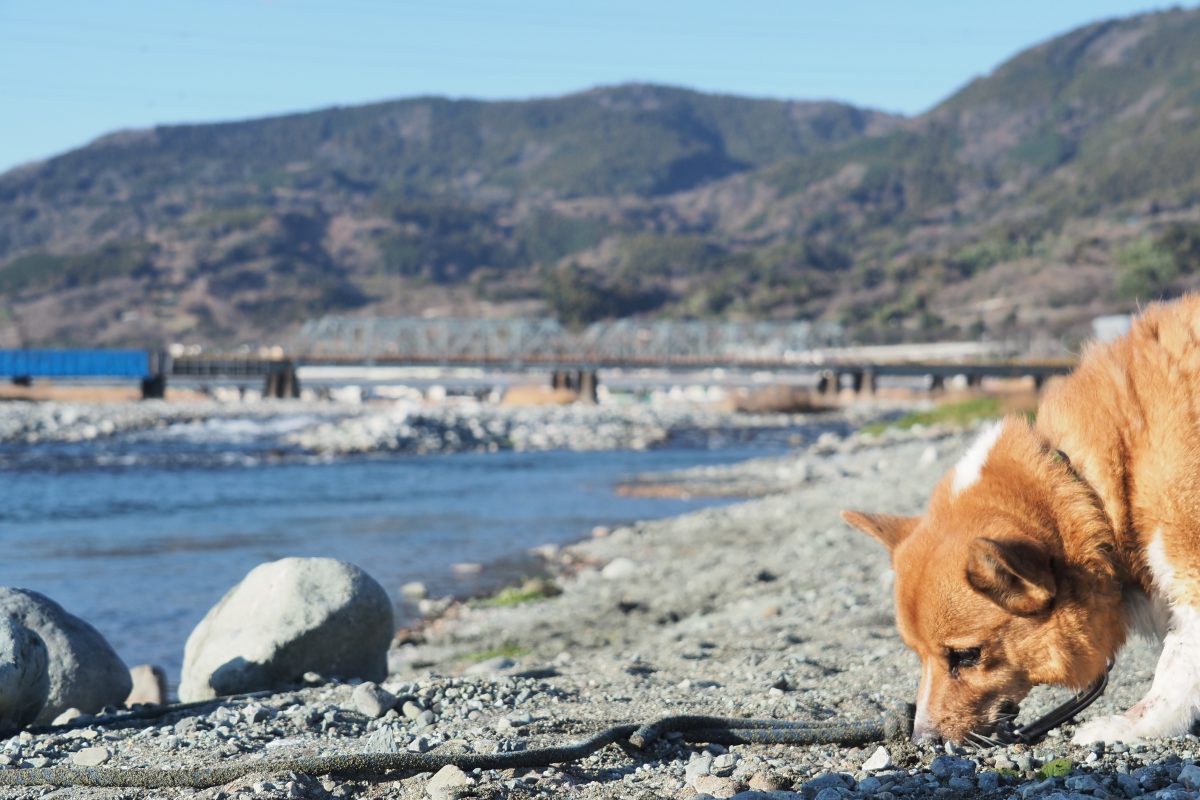 犬と河川敷