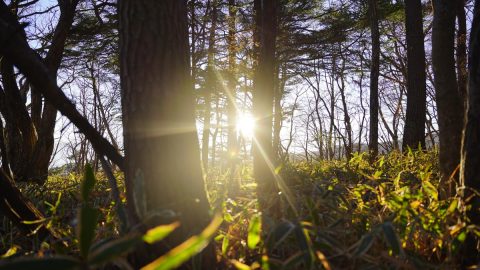 医学も注目する森林の癒し効果を山梨で体験！心と身体をととのえる「森deリトリート」レポ